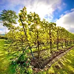 Maro Winnica *