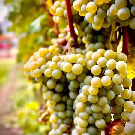 Apartman Maro Winnica Trzebun (Koscierzyna)