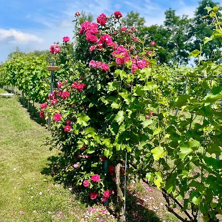 Apartman Maro Winnica Trzebun (Koscierzyna)