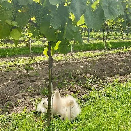 Maro Winnica Apartman Trzebun (Koscierzyna)