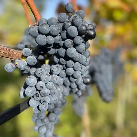 Apartman Maro Winnica *