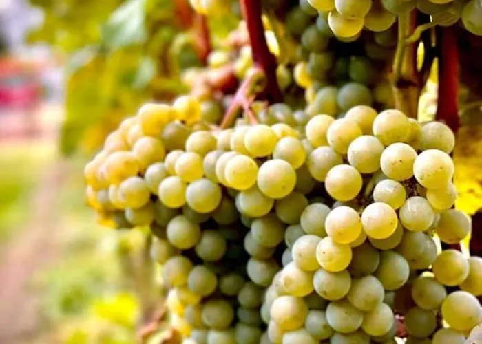 Appartamento Maro Winnica Trzebun (Koscierzyna)