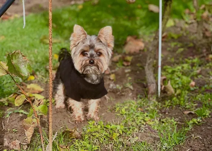 Maro Winnica * Trzebun (Koscierzyna)