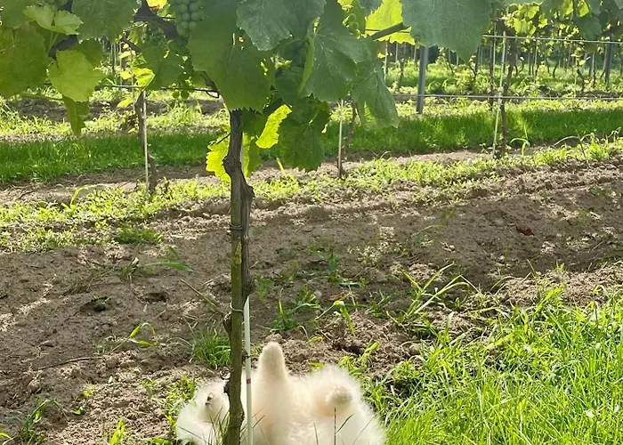 Maro Winnica Appartamento Trzebun (Koscierzyna)